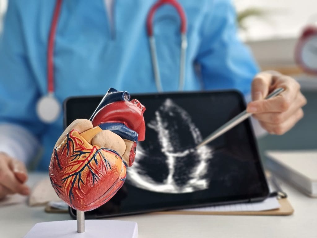 cardiologist demonstrating heart anatomy with 3d model ultrasound LIV Hospital