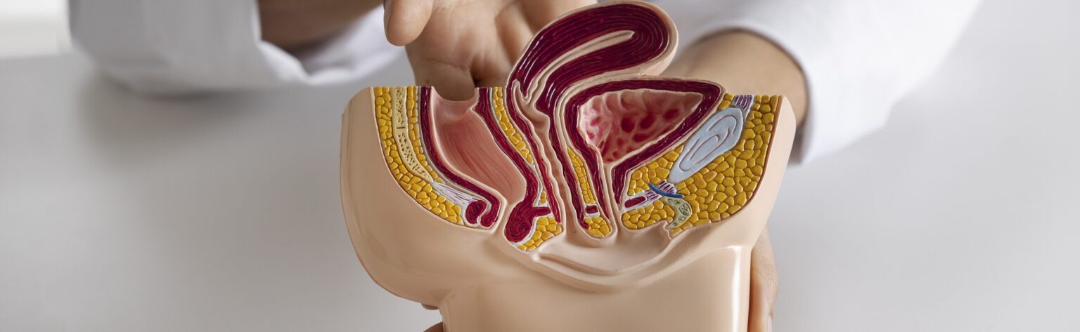 high angle doctor explaining anatomy 2 LIV Hospital