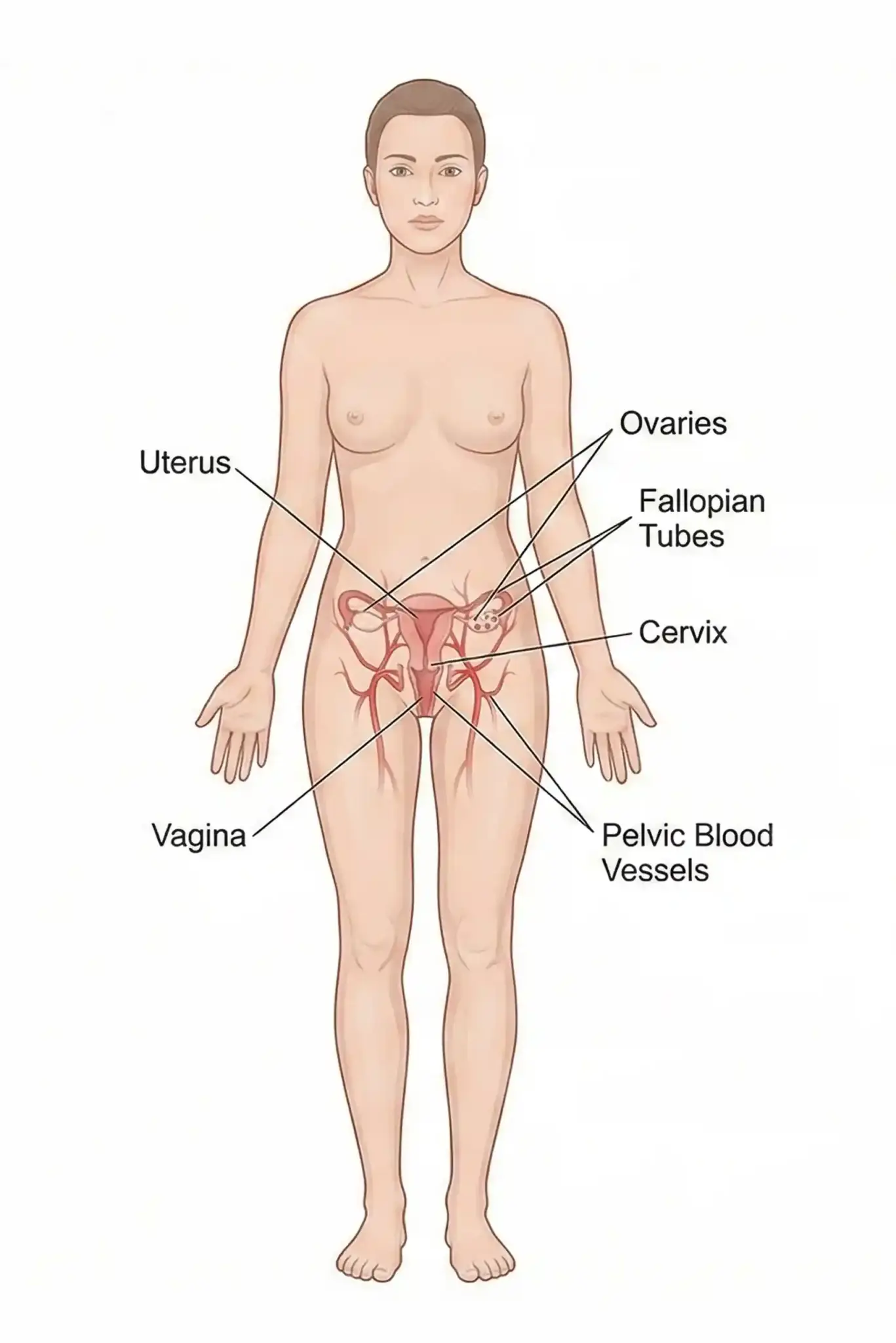 GYNECOLOGY scaled LIV Hospital