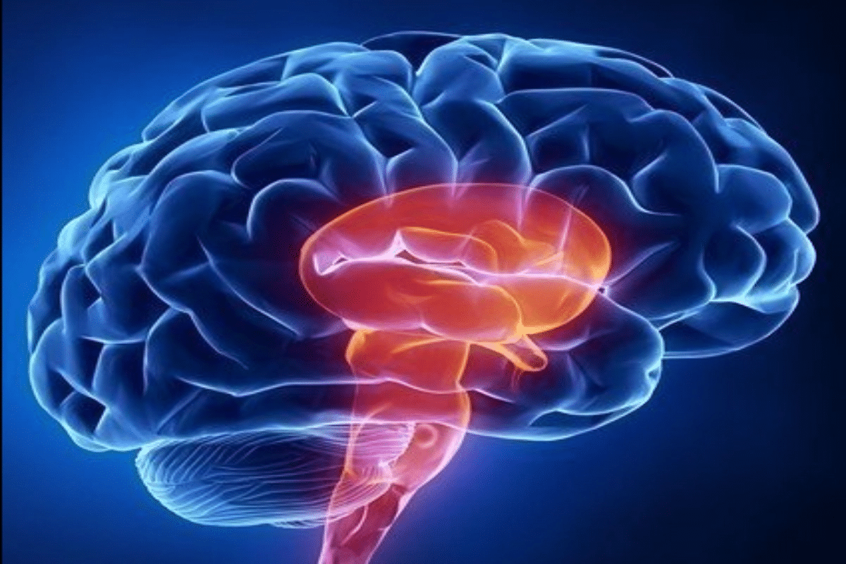 Parts of Brain: Best Anatomy Guide 3 Parts of Brain: Best Anatomy Guide