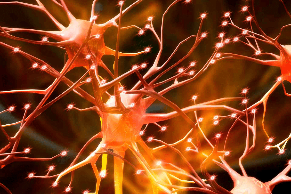 Nerve Cell Function: Best Simple Guide 2 Nerve Cell Function: Best Simple Guide