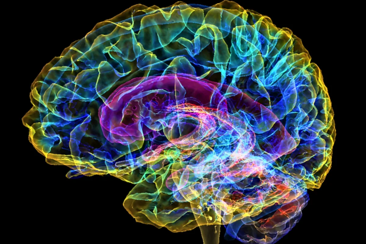 Parts of Brain: Best Anatomy Guide 2 Parts of Brain: Best Anatomy Guide