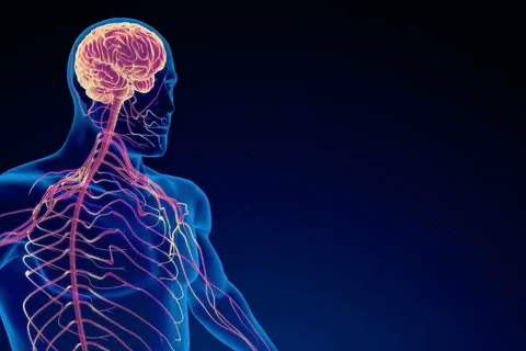 What Is a Neuron Cells Function? Guide