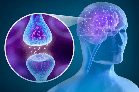 Does the Brain Have Nerves? Best Facts