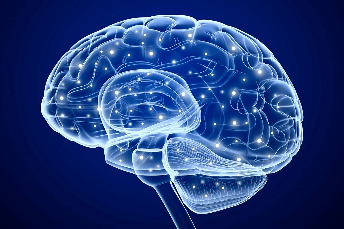 What Are the Three Main Parts of the Brain?
