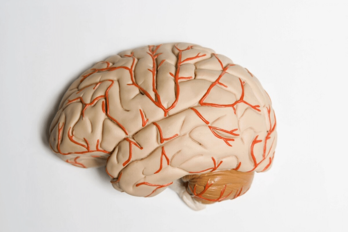 Parts of the Brain and Function: Best