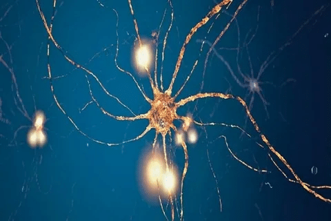 Brain Cells Are Neurons: Best Facts