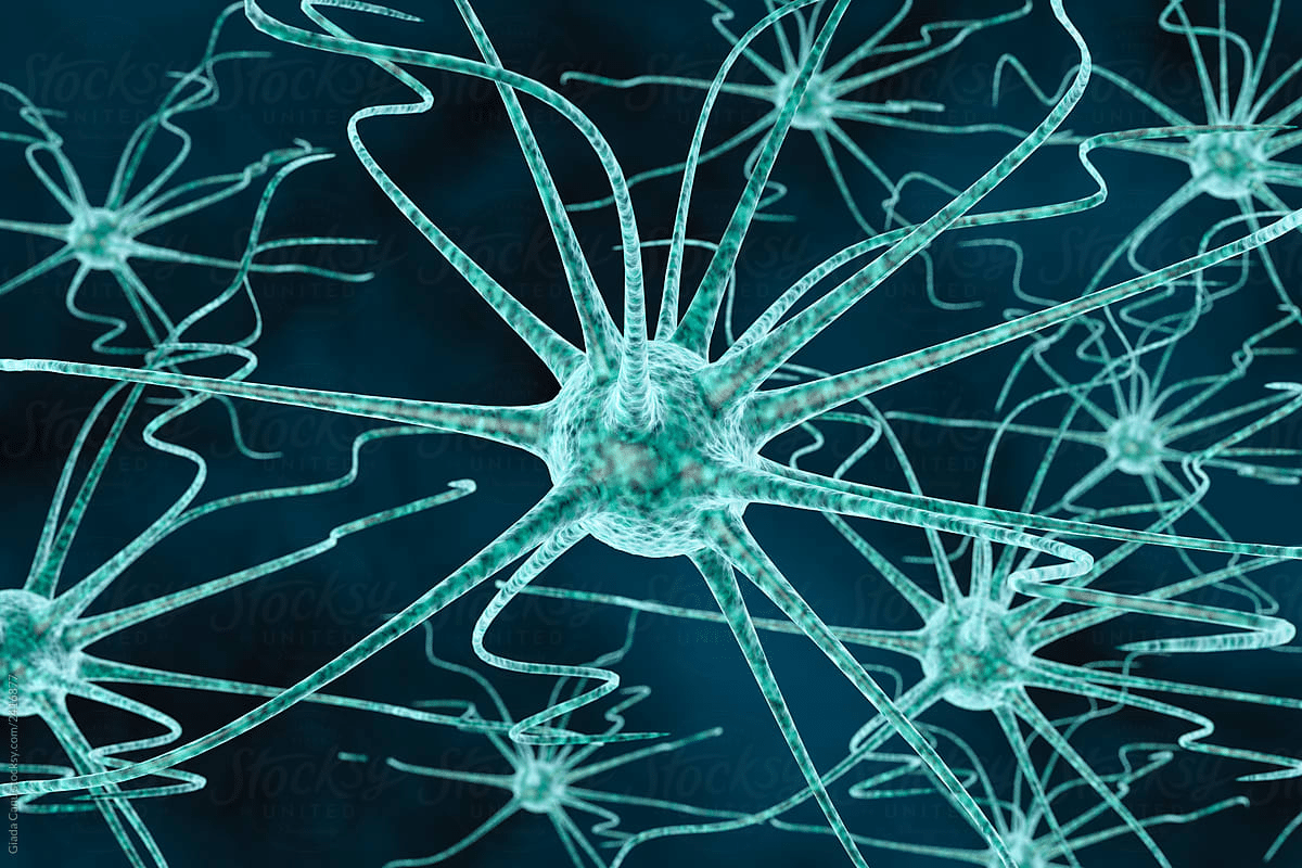 Neuron Parts: Best Structure Guide