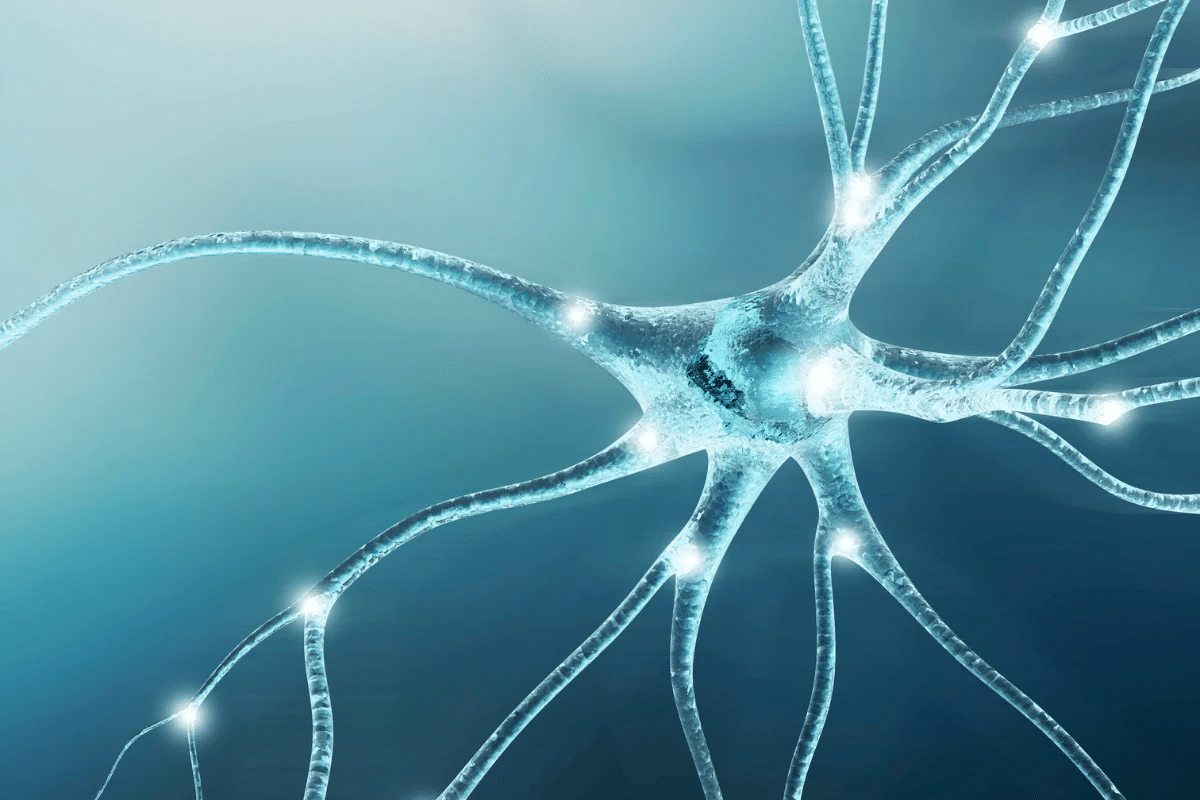 Neuron Parts: Best Structure Guide