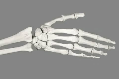 Bone Mass: Best Guide to Healthy Density