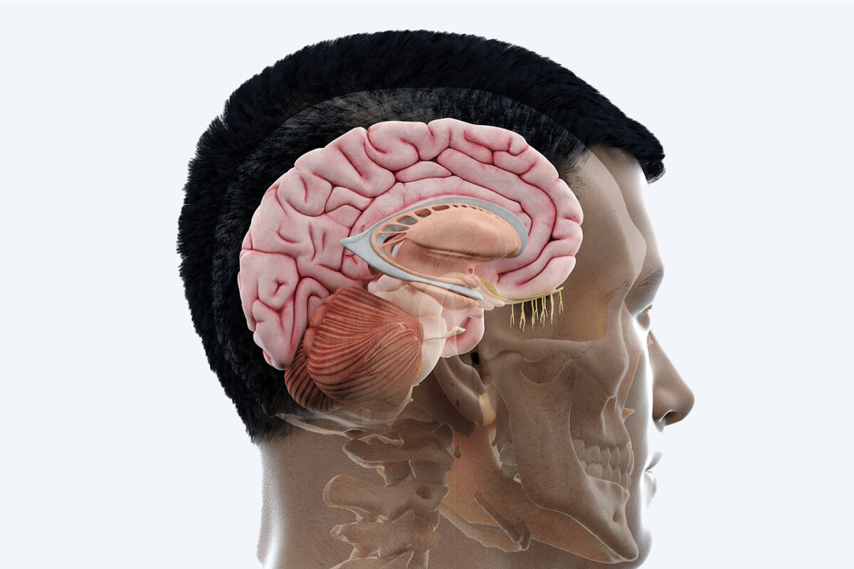 Brain Basics: Best Vital Anatomy Guide