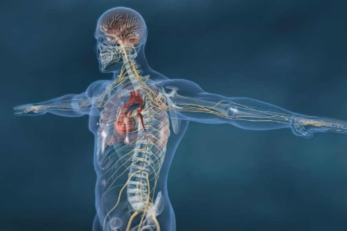 Purpose of Nucleus in Neuron: Best Guide 2 Purpose of Nucleus in Neuron: Best Guide