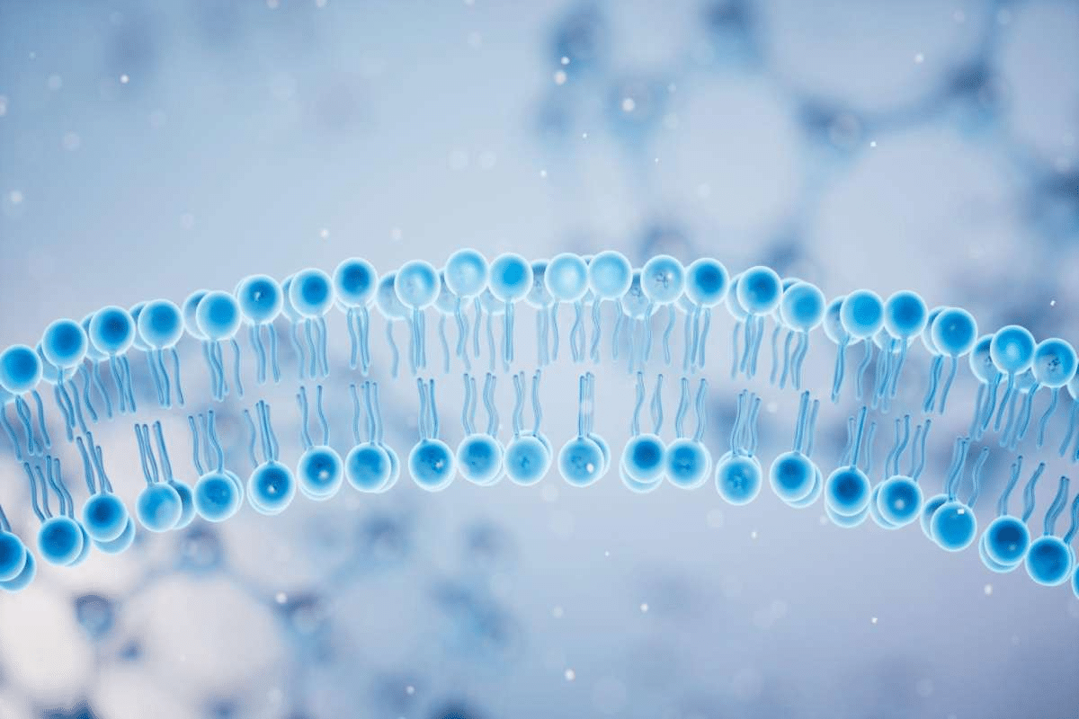 What Is Amyloid? The Dangerous Protein Explained