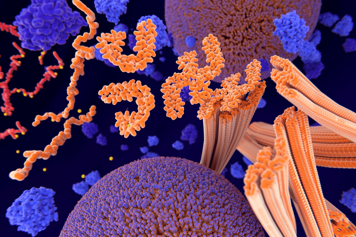 What Is Amyloid? The Dangerous Protein Explained