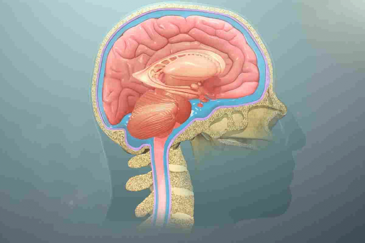 Essential What Is CNS System: 5 Structures & Functions