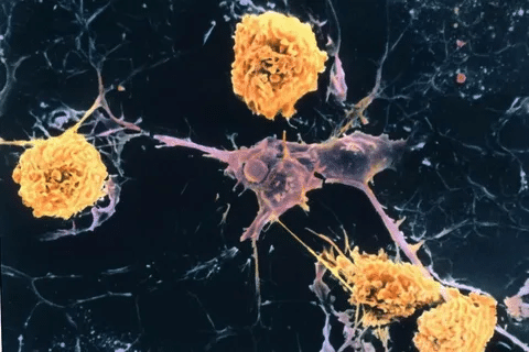 Valuable Is MS A Genetic Disease: Inheritance Explained