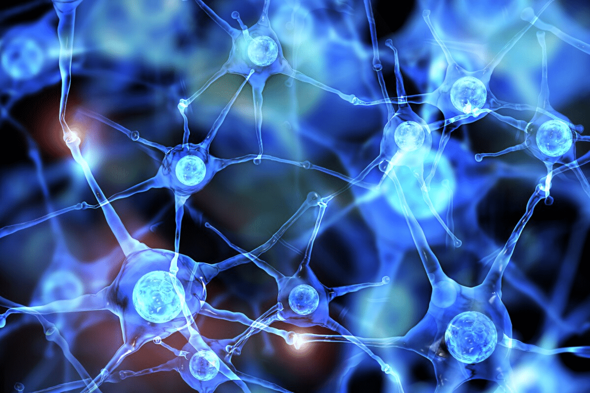 Guide 5 Functions: Nervous System What It Does