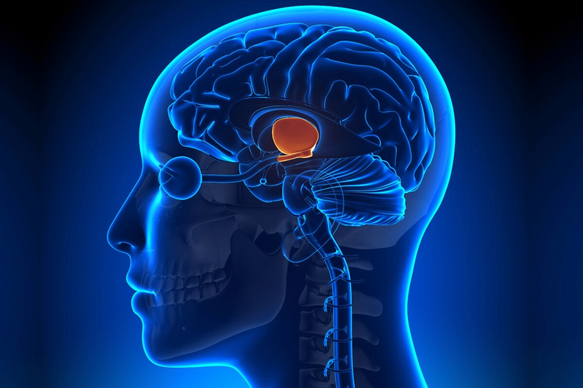 Profound Central Nervous System Definition & Functions