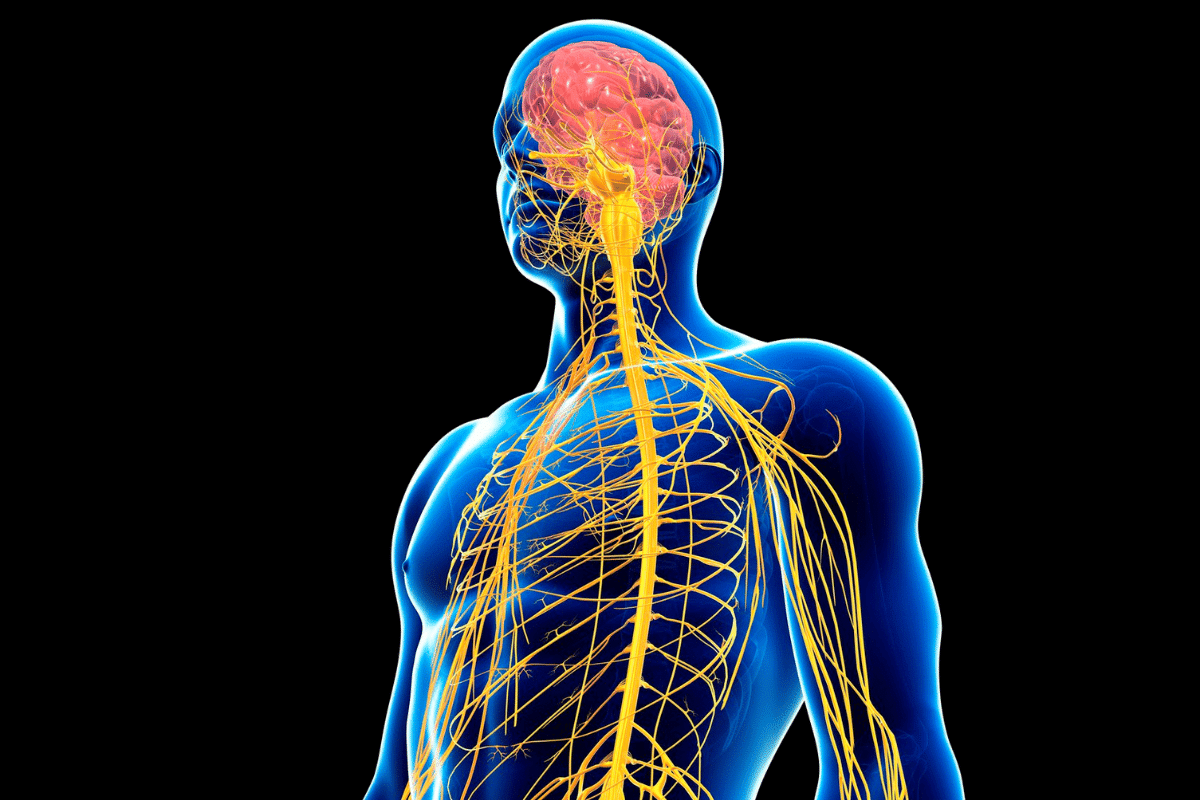 Sharp What Is The CNS Nervous System: Definition & Components