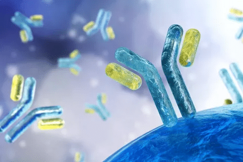 Valuable P ANCA Positive Test Meaning & Antibodies 1 Valuable P ANCA Positive Test Meaning & Antibodies