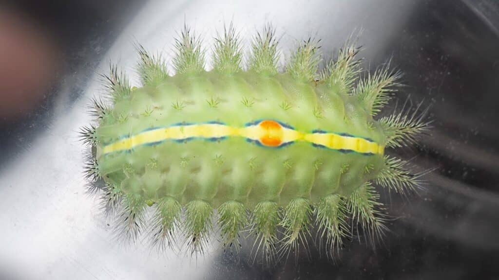 viral vs bacterial infection