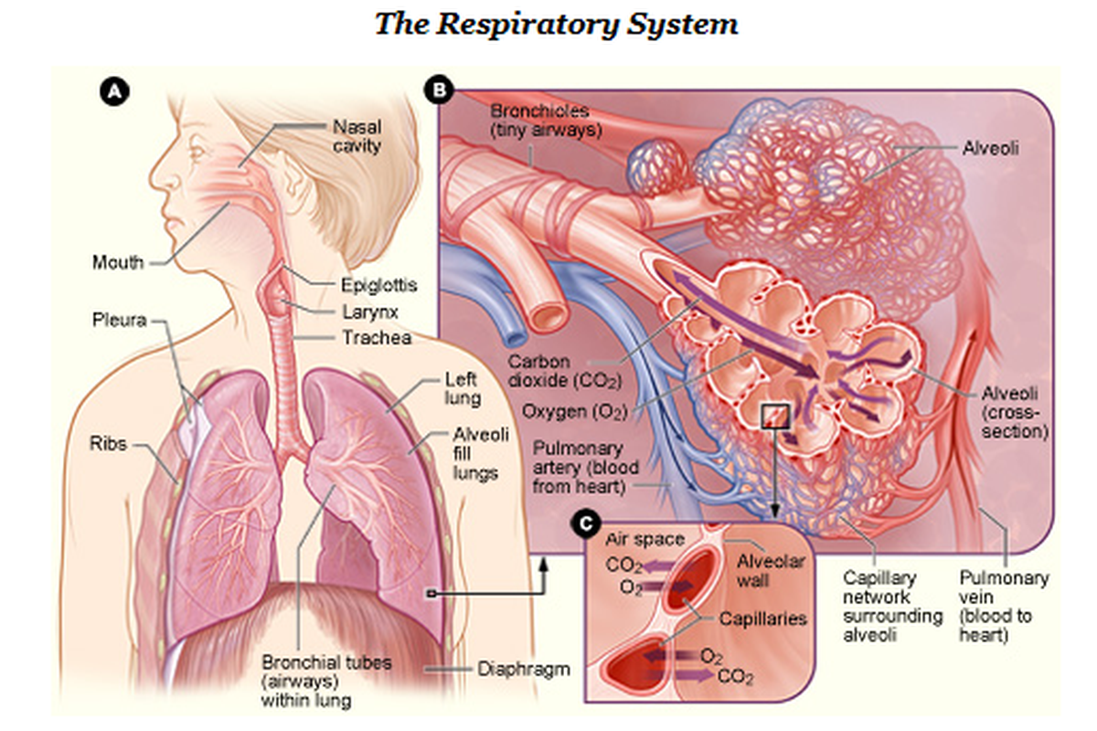 Asthma Physiopathology: Essential Facts