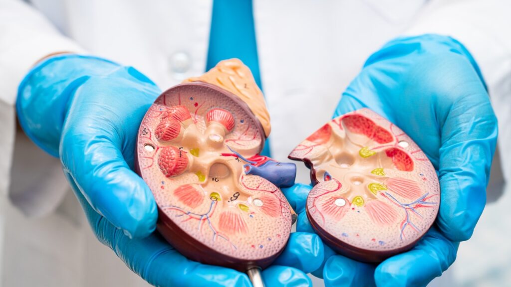 Amyloidosis and the Kidney
