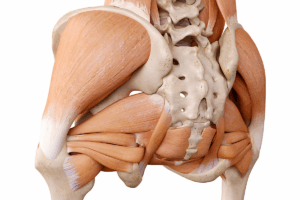 Ultimate Male Pelvic Muscle Anatomy: What You Must Know
