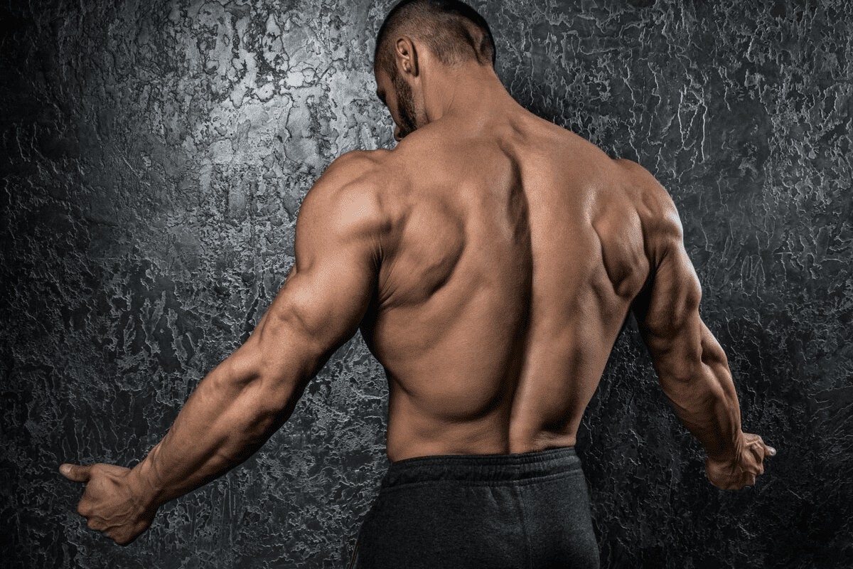 Ultimate 12 Best Middle Back Workouts For Gym Routines