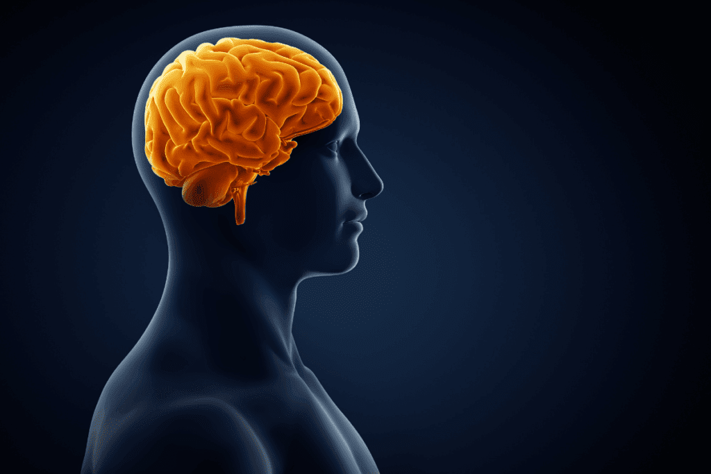 CN 10 Nerve: Your Complete Vagus Function Guide 1 CN 10 Nerve: Your Complete Vagus Function Guide