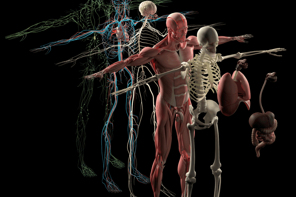 CNS Nerves: The 12 Cranial Nerves Explained