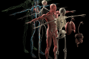 CNS Nerves: The 12 Cranial Nerves Explained