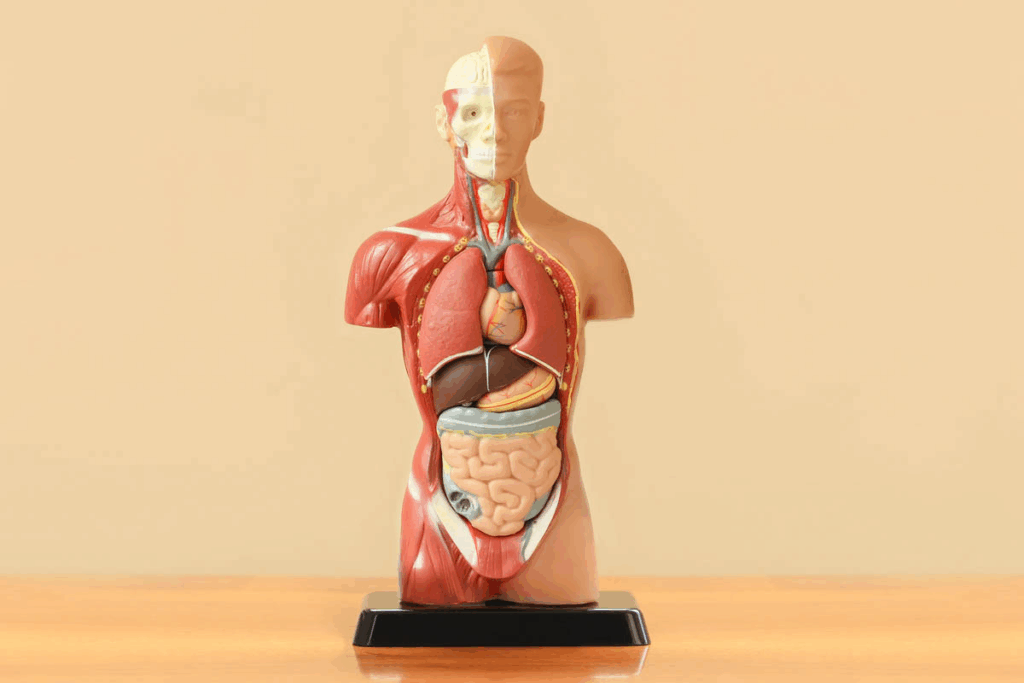 Hypoglossal Nerve Function: A Complete Guide