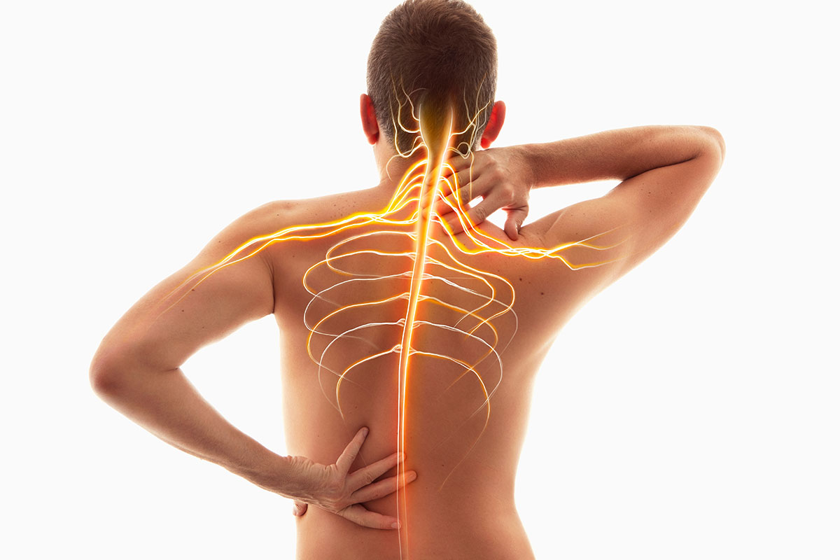 Major Nerves of the Body: An Ultimate Guide