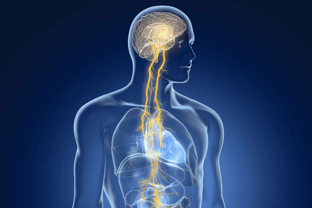 Where Is the Facial Nerve Located and What Are Its Functions?