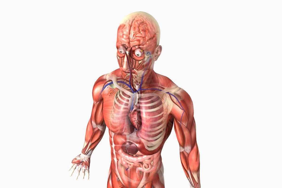 CN 11 Nerve: The Ultimate Guide to Its Function