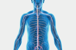 Brainstem Cranial Nerves: An Amazing Visual Guide