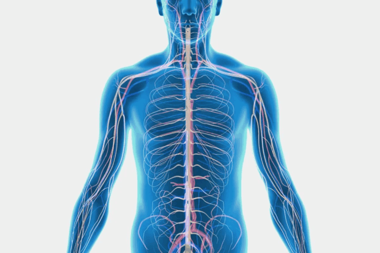 CN X Vagus: The Ultimate Function & Anatomy Guide