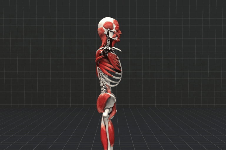 8th Cranial Nerve Function: An Amazing Guide