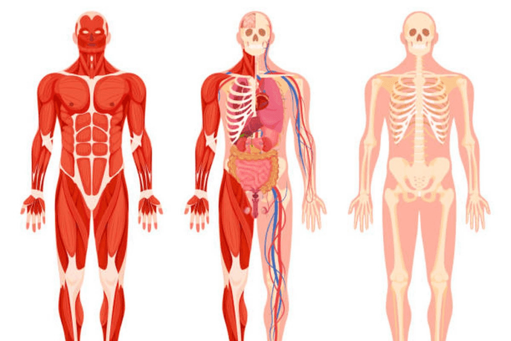 8th Cranial Nerve Function: An Amazing Guide