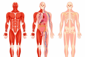 Vestibulocochlear Nerve Sensory or Motor? The Answer