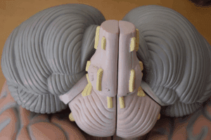 What Is the Function of Cranial Nerve V? Ultimate Guide