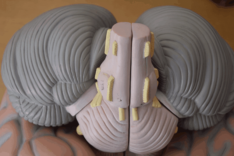 What Is the Function of Cranial Nerve V? Ultimate Guide