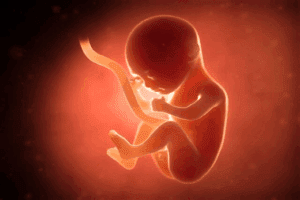 Size of 7 Week Fetus: Growth and Development