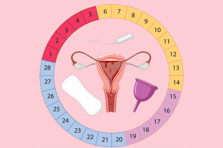 4 Stages of Menstrual Cycle Explained