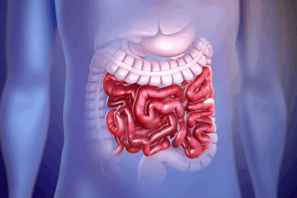 Colon Parts of Large Intestine: 4 Amazing Sections 2 Colon Parts of Large Intestine: 4 Amazing Sections