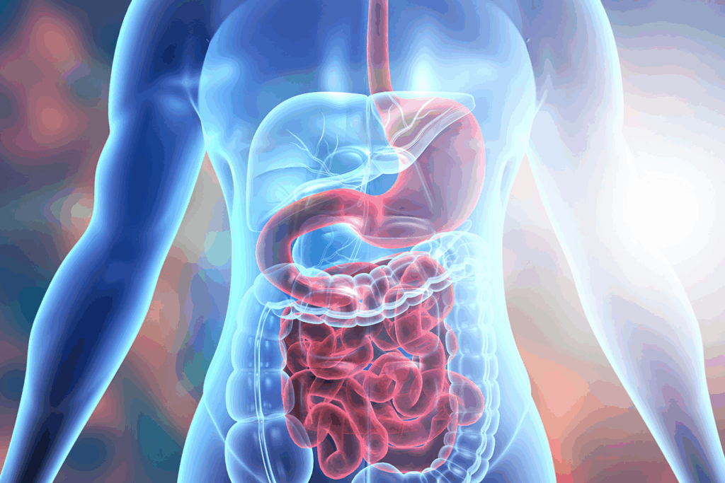7 Parts of Rectum Anatomy: Location, Blood Supply & Innervation 3 7 Parts of Rectum Anatomy: Location, Blood Supply & Innervation