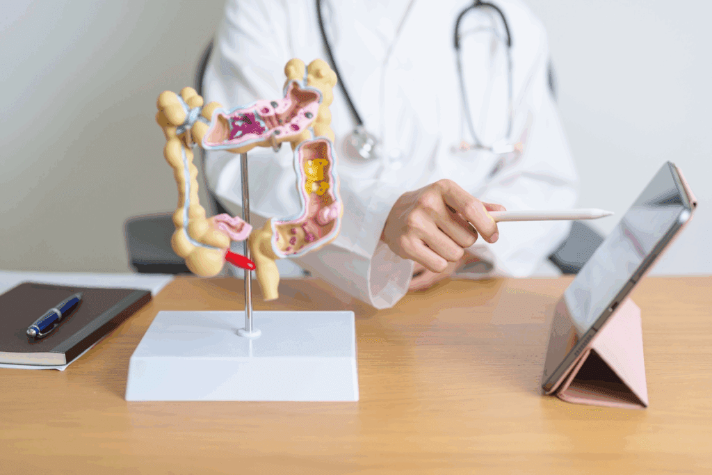 Large Bowel Function: 7 Amazing Key Roles