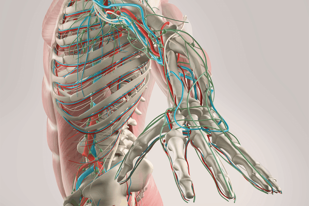 Essential Abdomen Regions (9 Quadrants)