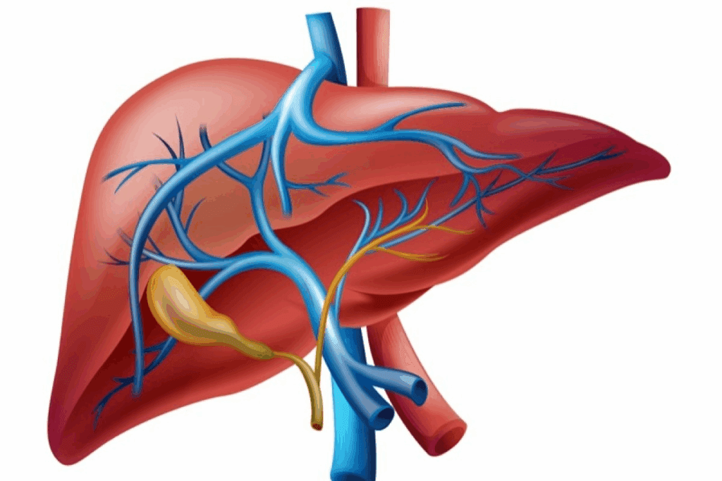 Key Organs On Right Side Of Body (Pain Guide)